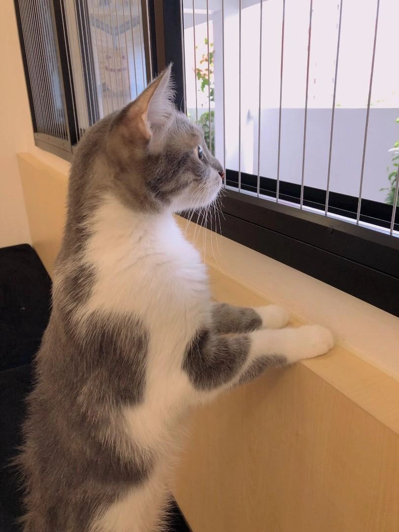 Pet Safety Invisible Grills